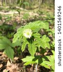 Small photo of Medicinal Goldenseal Hydrastis canadensis in flower with leaves