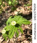Small photo of Closeup of Goldenseal Hydrastis canadensis showing two leaves and two flowers