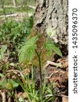 Small photo of Vertical profile of Goldenseal (Hydrastis canadensis) showing entire plant, flower, leaves and stem