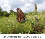 Small photo of Viceroy Butterfly Limenitis archippus in meadow