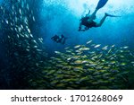 Small photo of Beautiful image of scuba divers swimming through a school of Jacks and snappers