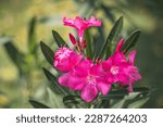 Small photo of The garden with blooming plant oleander. Close up soft pink sweet oleander flower or rose bay ( fragrant oleander, Nerium oleander L, Nerium indicum Mill )