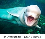 Friendly beluga whale