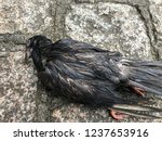 Dead Bird  Dead Pigeon On The...