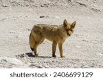 Andean fox  the second largest...