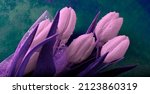 Purple Tulips With Water Drops. ...