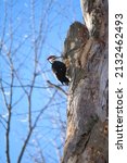Redheaded Woodpeckers In Forest ...