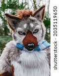 Portrait photo of a furry guy in its fursuit. Male wolf dog husky costume in the wild. Brown, gray and white. 