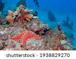 Red Cushion Sea Star Or West...