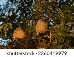 Small photo of weavers nest, weaverbirds nest, weaver finches nest or bishops nest (Ploceidae) Okavango Delta or Okavango Grassland, Botswana