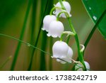 Lilies Of The Valley In Early...