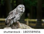 Great Grey Owl Perched On A Log