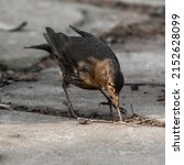 Female Blackbird Pulling Up A...