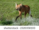 Small photo of Maned Wolf Walking on Grass