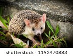 Lovely Pet Long Eared Hedgehog. ...