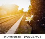 White Flowers Beside The Train...