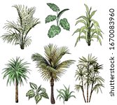 Set Of Different Tropical Palm...