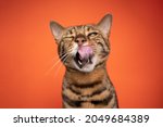 brown bengal cat portrait making funny face licking lips with mouth open looking at camera on orange background