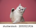 cute white blue eyed british shorthair cat leaning on wooden counter raising paw looking at camera on pink background with copy space