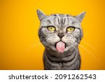 Small photo of funny silver tabby british shorthair cat making funny face sticking out tongue looking at camera on yellow background with copy space
