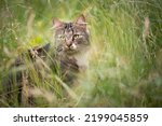 tabby white cat outdoors in high grass on the prowl observing