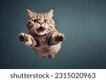 Funny cat flying. photo of a...