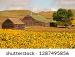 North Dakota Sunflowers