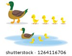 A Wild Duck With Little Ducks...