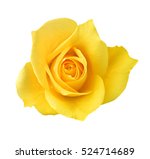 Yellow rose button for your...