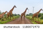 Four Giraffes Crossing The...