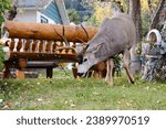 Small photo of Wapiti grazing in a front lawn in residential area of Jasper
