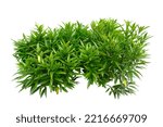 Small photo of Justicia gendarussa Plant is a perennial, fast-growing with attractive leaf foliage. This plant is categorized under a shrub, Isolated on white background with clipping path