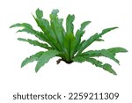 Small photo of Bird's Nest Fern (Asplenium nidus) A potted fern with smooth fronds grown as a house plant, isolated on white background, with clipping path.