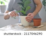 Small photo of Transplanting home plants. A man potting indoor plant Ficus lyrata or Fiddle leaf fig.