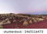 Spinifex Bushes In A Purple And ...