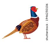 Pheasant is a bird in the family Phasianidae. Phasianus colchicus. Ring necked pheasant Bird Cartoon flat vector illustration isolated on white background.