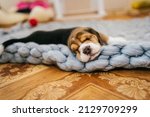 Little Beagle Sleeps On A Soft...