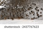 Ducks on winter pond  ducks on...