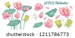 vector clip art  pink lotus...