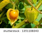 Small photo of Cape Gooseberry Physalis Peruviana or Ground cherries, winter cherry, Physalis minima, Pygmy ground cherry, Inca berry, Golden strawberry, Strawberry tomato, Husk tomato in the garden