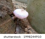 Pinkish White Mushrooms...