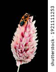 a nice insect on a pink spike | Shutterstock . vector #1921111253