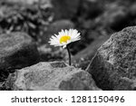 Flower Between The Rocks