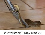 Small photo of Snouted cobra coiled around snake tongs. Naja annulifera safely pinned down inside home.