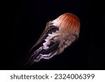 Small photo of A photo of Chrysaora quinquecirrha jellyfish or jelly fish taken in aquarium. the jelly fish is also known as Atlantic sea nettle or east coast sea nettle
