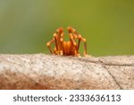 Small photo of A photo of a Harvestman (Gnomulus sp.)