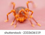 Small photo of A photo of a Harvestman (Gnomulus sp.)