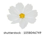 Small photo of White Cosmos Beautiful and beautiful white cosset.White background, can be used for various tasks and decorated for beauty, yellow stamens.