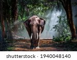 Elephant In The Forest.taken At ...