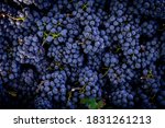 Dark Blue Ripe Grapes For...